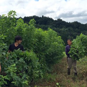 伊と幸の蚕種松岡姫の福島県の契約農家